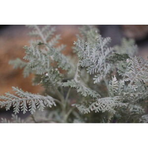 Vo[[X 3|bgc 񂹐A Ԓd J[[t