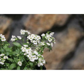 アリッサム ホワイト 2.5〜3号ポット苗 寄せ植え 花壇　冬の寄せ植え　冬の花壇