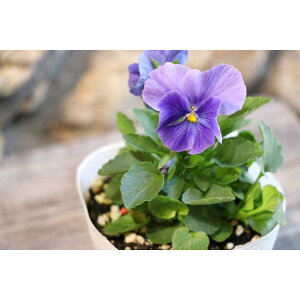 悭炭X~ u[tBY 3.5|bgc pW[ rI TJ^̃^l 񂹐A Ԓd