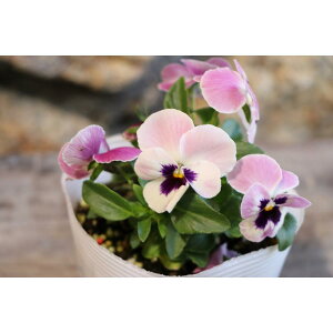 悭炭X~ Yx[ 3.5|bgc pW[ rI TJ^̃^l 񂹐A Ԓd