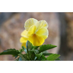 悭炭X~ l[h 3.5|bgc pW[ rI TJ^̃^l 񂹐A Ԓd