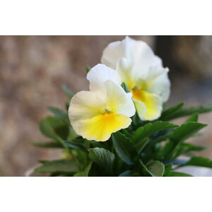 悭炭X~ ~NZ[L 3.5|bgc pW[ rI TJ^̃^l 񂹐A Ԓd