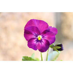 悭炭X~ JVX 3.5|bgc pW[ rI TJ^̃^l 񂹐A Ԓd