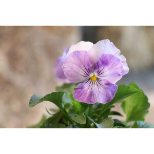 悭炭X~ C` 3.5|bgc pW[ rI TJ^̃^l 񂹐A Ԓd