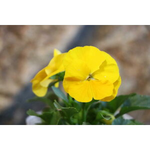 悭炭X~ pCibv 3.5|bgc pW[ rI TJ^̃^l 񂹐A Ԓd