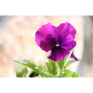 悭炭X~ v[ 3.5|bgc pW[ rI TJ^̃^l 񂹐A Ԓd