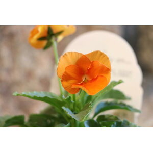 悭炭X~ }[}[h 3.5|bgc pW[ rI TJ^̃^l 񂹐A Ԓd