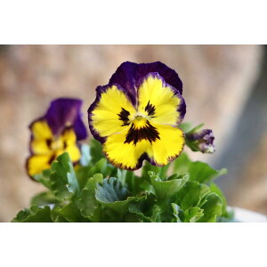 悭炭X~ u[x[pC 3.5|bgc pW[ rI TJ^̃^l 񂹐A Ԓd