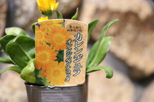 JW IWpiRb^ 2.5`3|bgc LZJ 񂹐A Ԓd