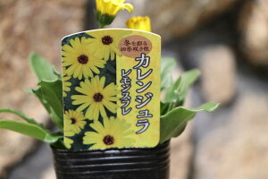 JW Xt 2.5`3|bgc LZJ 񂹐A Ԓd