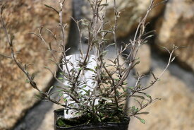コロキア コトネアスター 3号ポット苗 寄せ植え 花壇 カラーリーフ