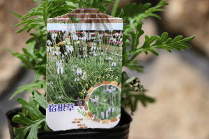  [Xx_[ g[` ~eBACX 3|bgc x_[ si[^ n[u 