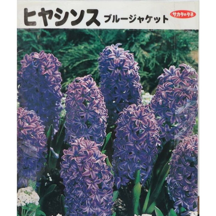 楽天市場 球根 バラ球 ヒヤシンス ブルージャケット 紫 1球 グリーンプラザ山長 楽天市場店
