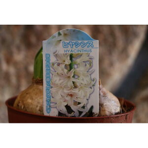 yEoczqVX zCg 3 4 ͔|