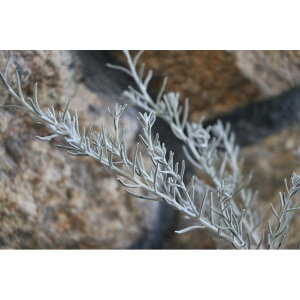 GtB jxA 3`3.5|bgc 񂹐A Ԓd J[[t