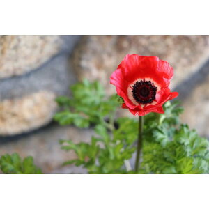 d炫 All |g bh 3.5|bgc 񂹐A Ԓd