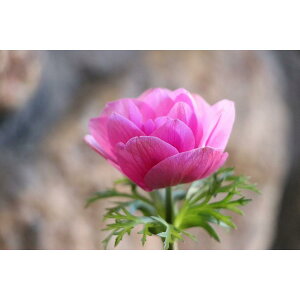 d炫 All |g sN 3.5|bgc 񂹐A Ԓd