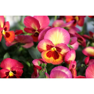 悭炭X~ Abv\[_ 3.5|bgc pW[ rI TJ^̃^l 񂹐A Ԓd