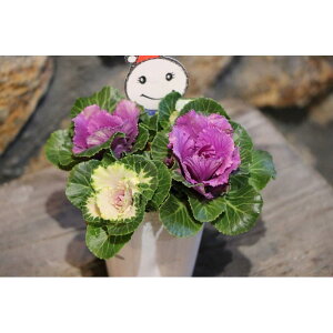 n{^ Ԃ 3`4{u[Pd 2.5O|bgc tO 񂹐A Ԓd