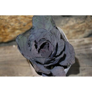 n{^ p[vXe ۗt 3|bgc tO 񂹐A Ԓd