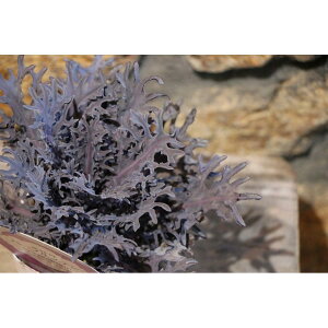 n{^ p[vXe ؂t 3|bgc tO 񂹐A Ԓd