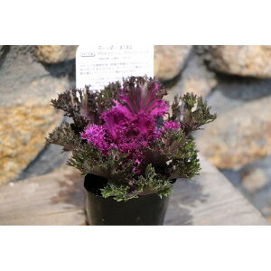 n{^ v`iP[ ObV[bh 3|bgc tO 񂹐A Ԓd