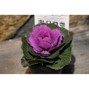 n{^ v`iP[ V[C 3|bgc tO 񂹐A Ԓd