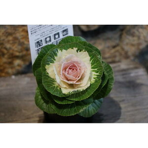 n{^ v`iP[ V[oj 3|bgc tO 񂹐A Ԓd