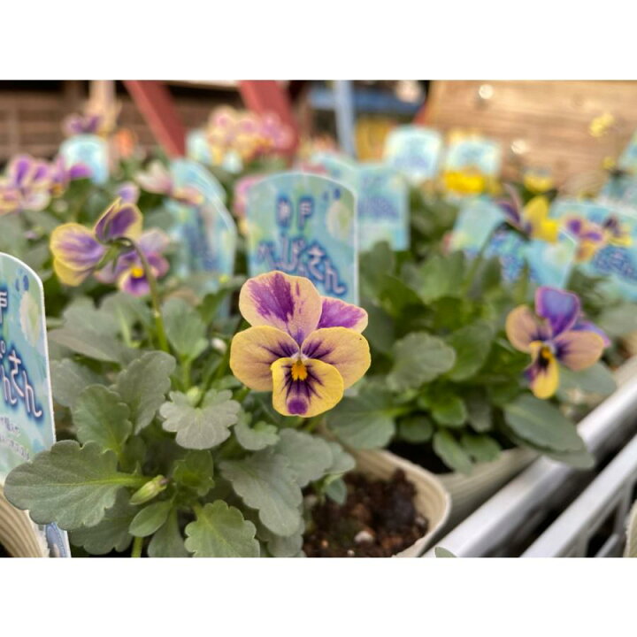 楽天市場 ビオラ 神戸べっぴんさん 夢紡ぎ アソート 3 5号ポット苗 寄せ植え 花壇 鉢植え お洒落 オシャレ 冬の花 花 グリーンプラザ山長 楽天市場店