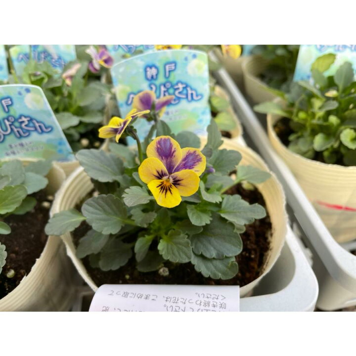楽天市場 ビオラ 神戸べっぴんさん 夢紡ぎ アソート 3 5号ポット苗 寄せ植え 花壇 鉢植え お洒落 オシャレ 冬の花 花 グリーンプラザ山長 楽天市場店