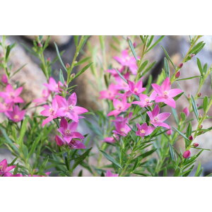 TUNX sN 4 񂹐A Ԓd@sNԁ@񂹐A̐c@w̍