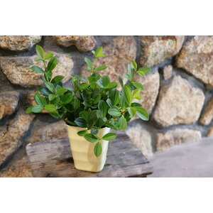 yy~A tFA[ 4 劔 ϗtA CeAO[ CeA  IV  킢