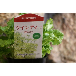 Tg[ TN\E ECeB[ CO[ 3.5|bgc  񂹐A Ԓd