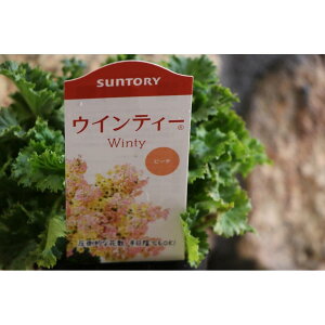 Tg[ TN\E ECeB[ s[` 3.5|bgc  񂹐A Ԓd