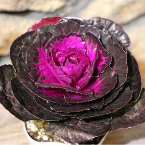 n{^ q (ۗt) ubNp[ 3.5|bgc tO 񂹐A Ԓd J[[t A  IV ~̉ 