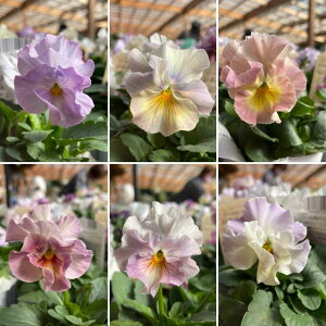 t炫 pW[ VGuG A\[g 3O|bgc ԓaIWi 񂹐A Ԓd A  IV ~̉ 