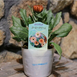 JW R[q[N[ 3.5|bgc LZJ 񂹐A Ԓd A  IV ~̉ t̉  󏭎