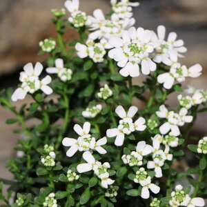 hCxX 3`3.5|bgc CxX 񂹐A Ԓd A    IV ~̉  OhJo[