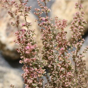 WGJ veBbh 3.5|bgc ALGJ 񂹐A Ԓd A  IV ~̉ 