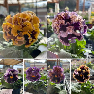 pW[ hL A\[g 3.5|bgc Dracula 񂹐A Ԓd A  IV ~̉  󏭎