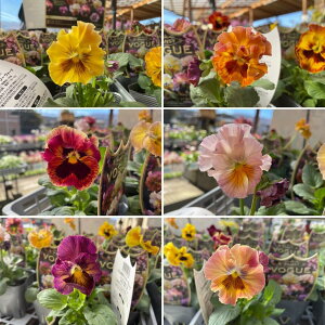 t炫 pW[ H[O A\[g 3.5|bgc 񂹐A Ԓd A  IV ~̉ 