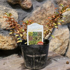 コプロスマ パシフィックサンセット 3.5号ポット苗 寄せ植え 花壇 鉢植え お洒落 オシャレ カラーリーフ