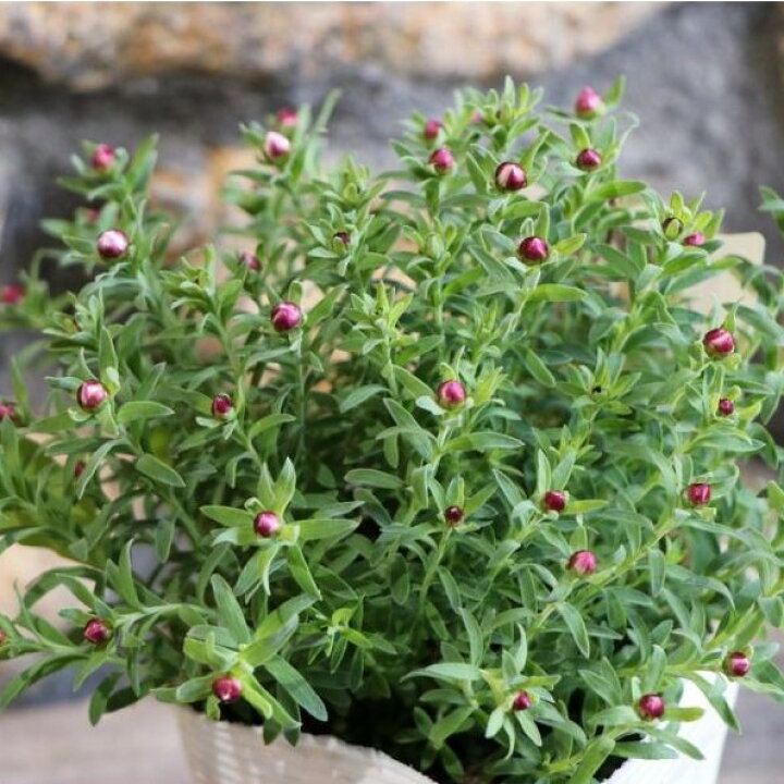 楽天市場 ハナカンザシ 3 3 5号ポット苗 ヘリクリサム 寄せ植え 花壇 グリーンプラザ山長 楽天市場店