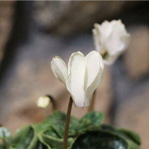 ~jVN }CNS[f{[C 3|bgc 񂹐A A  IV  ~̉  󏭎