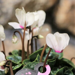 ~jVN }CNS[fK[ 3|bgc 񂹐A A  IV  ~̉  󏭎