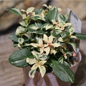  J[[t LM\E VK[Yx[ 2.5`3|bgc  񂹐A Ԓd A  IV 󏭎