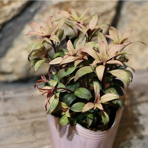 J[[t LM\E u[W[ 2.5`3|bgc  񂹐A Ԓd A  IV 󏭎