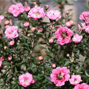 d炫 MEoC sN 4 ~ 񂹐A Ԓd A  IV Ύ ~̉ 