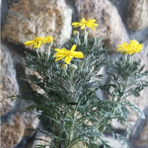 ユリオプスデージー 3号ポット苗 寄せ植え 花壇 シルバーリーフ