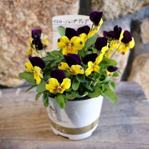 v~ArI fB[WFC CG[WvAbv 3.5|bgc DJrI rI 񂹐A Ԓd A  IV  ~̉ 